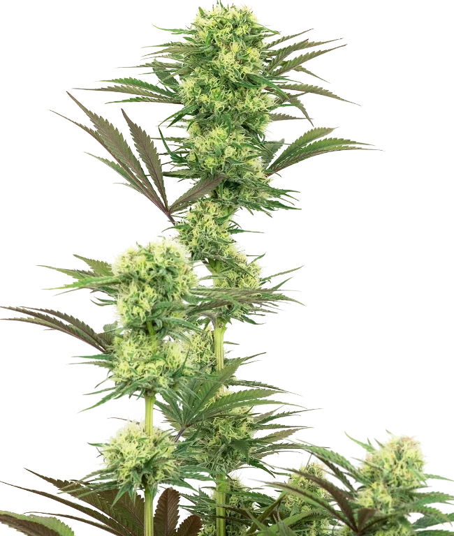 Guava Jelly Feminized (Sensi Seeds) – Pflanze