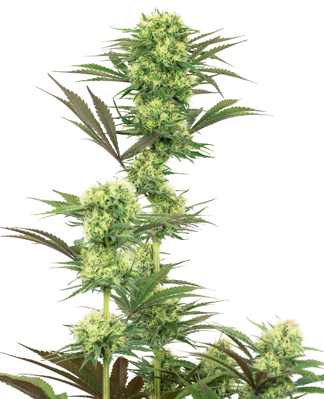 Guava Jelly Feminized (Sensi Seeds) – Pflanze