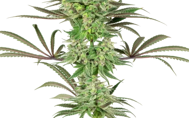 Double Banana Kush Feminized (Sensi Seeds) – Pflanze