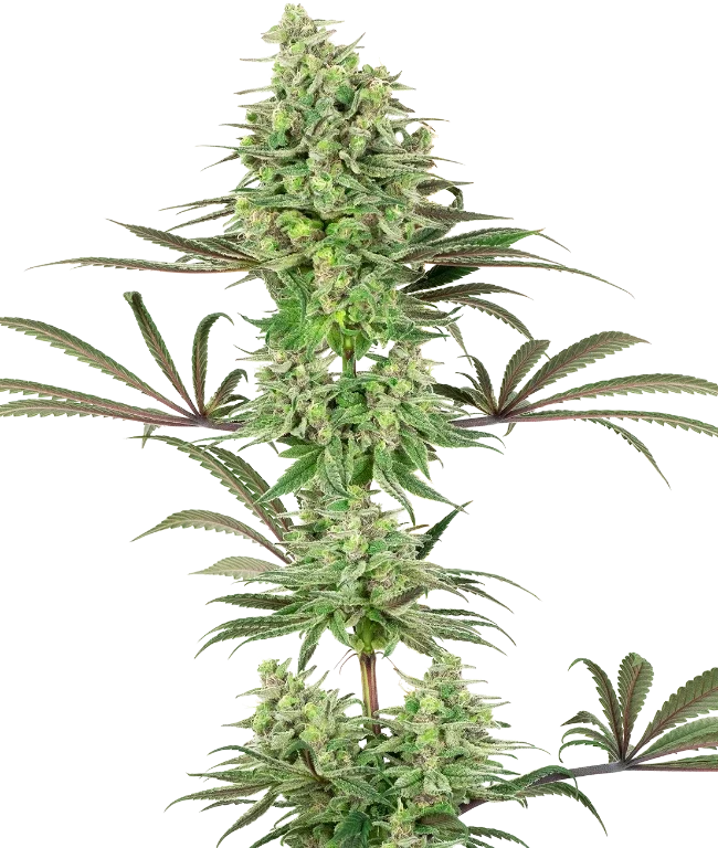 Double Banana Kush Feminized (Sensi Seeds) – Pflanze