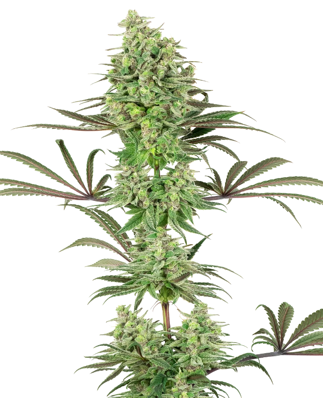Double Banana Kush Feminized (Sensi Seeds) – Pflanze