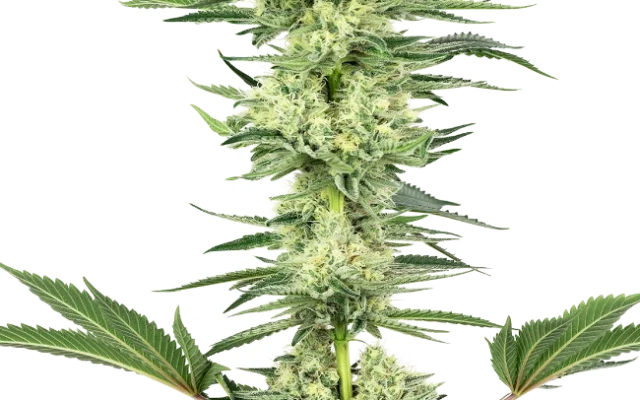 White Gorilla Haze Feminized (Sensi Seeds) – Pflanze