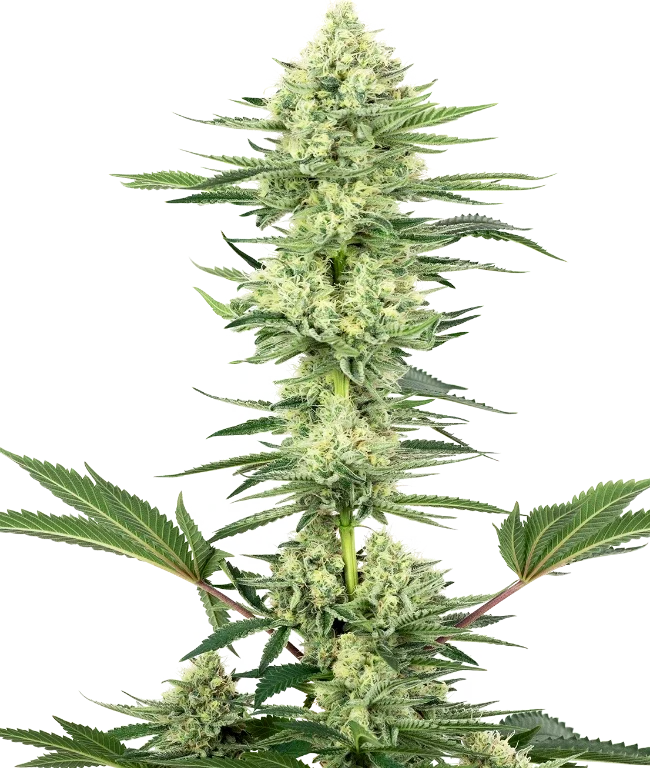 White Gorilla Haze Feminized (Sensi Seeds) – Pflanze