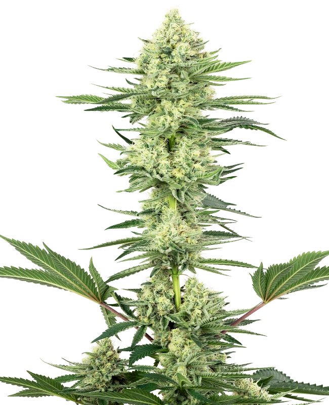 White Gorilla Haze Feminized (Sensi Seeds) – Pflanze