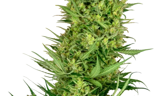 Buttercream Gelato Feminized (Research) – Pflanze