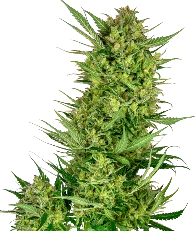 Buttercream Gelato Feminized (Research) – Pflanze