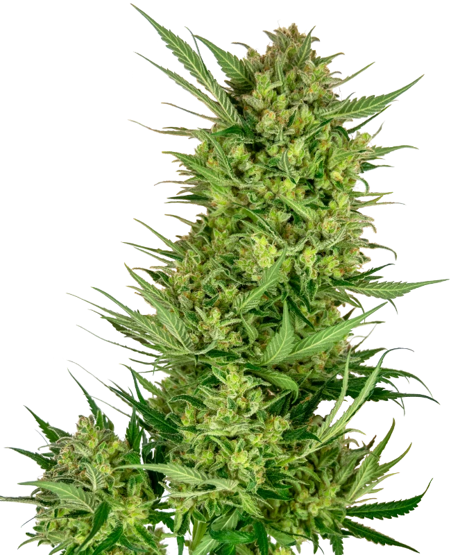 Buttercream Gelato Feminized (Research) – Pflanze