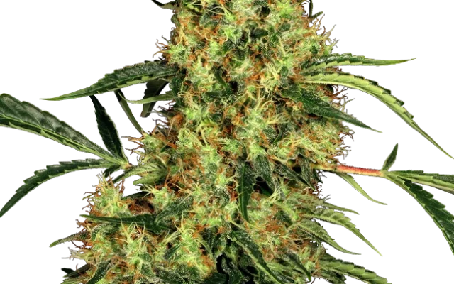 Mexican Sativa Feminized (Sensi Seeds) – Pflanze