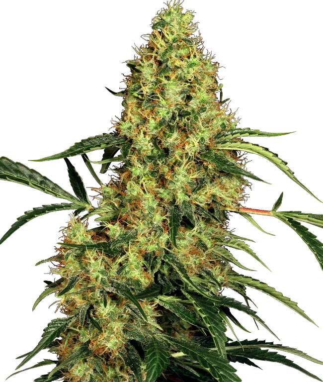 Mexican Sativa Feminized (Sensi Seeds) – Pflanze