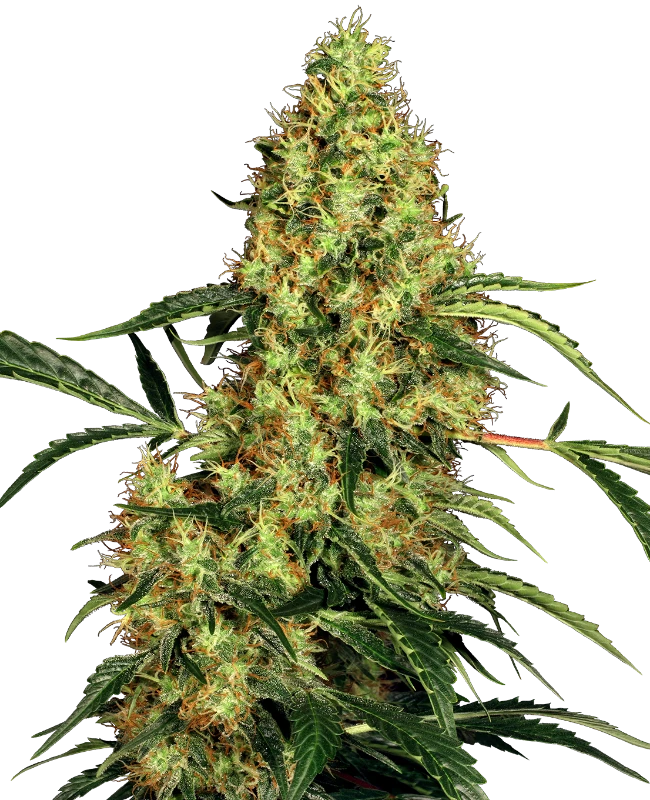 Mexican Sativa Feminized (Sensi Seeds) – Pflanze