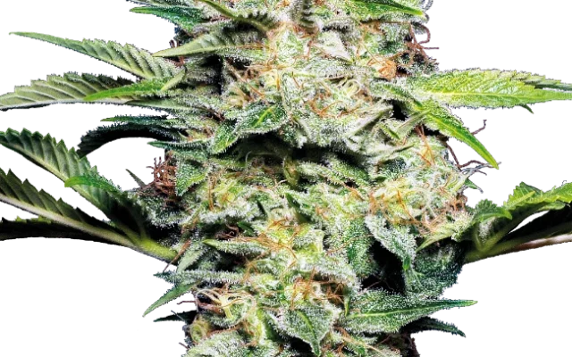 Sensi Skunk Automatic (Sensi Seeds) – Pflanze