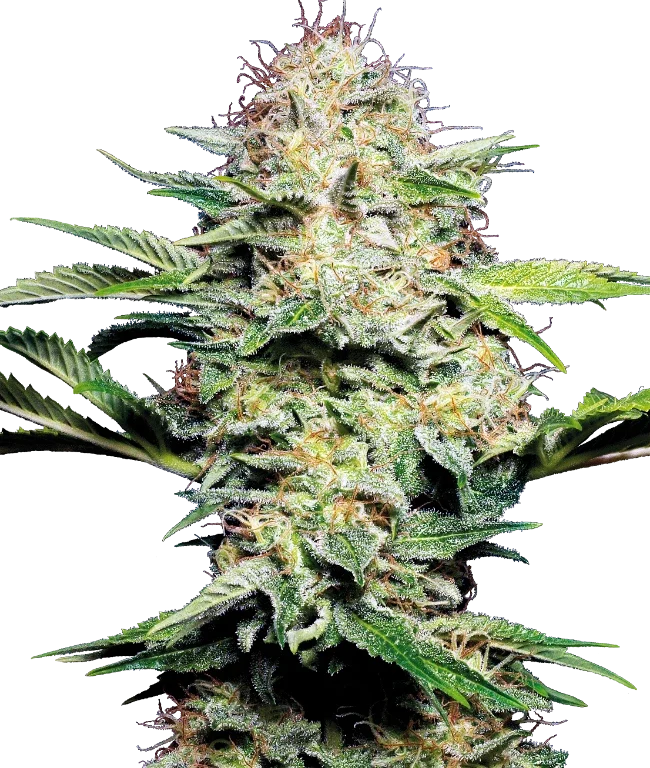 Sensi Skunk Automatic (Sensi Seeds) – Pflanze