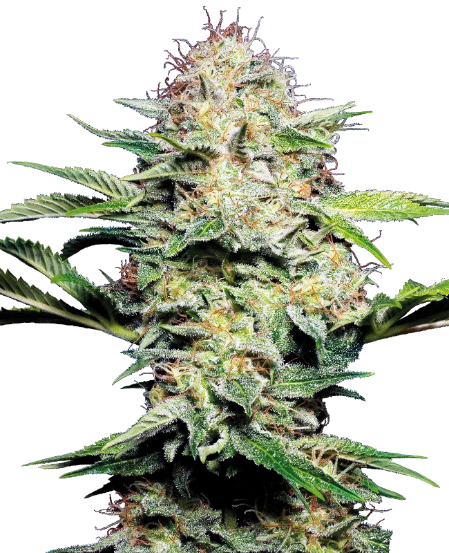 Sensi Skunk Automatic (Sensi Seeds) – Pflanze