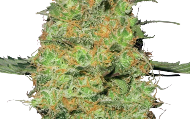 Master Kush Feminized (White Label) – Pflanze
