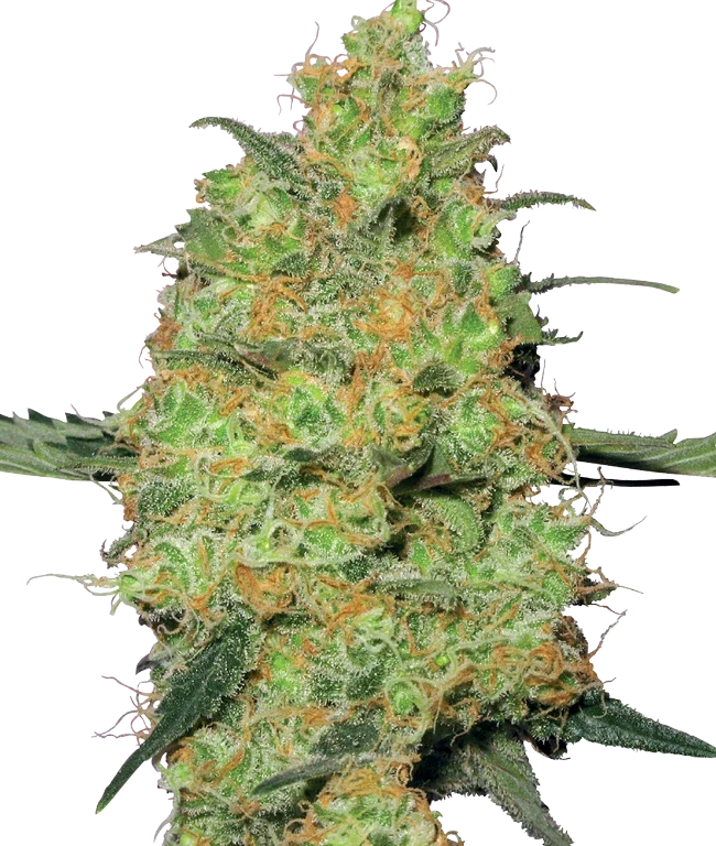 Master Kush Feminized (White Label) – Pflanze