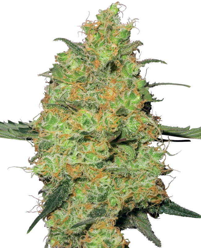 Master Kush Feminized (White Label) – Pflanze
