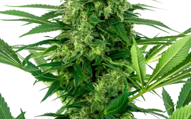 Banana Frosting Feminized (Research) – Pflanze