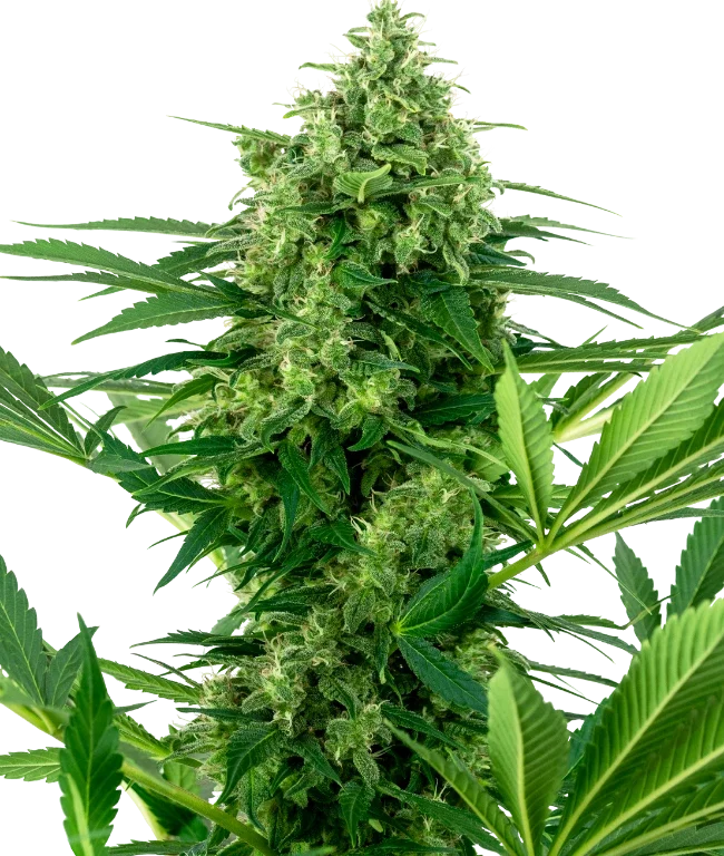 Banana Frosting Feminized (Research) – Pflanze
