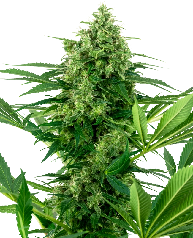 Banana Frosting Feminized (Research) – Pflanze