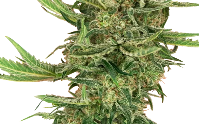 N13 Kush Feminized (Research) – Pflanze