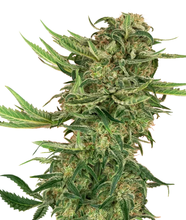 N13 Kush Feminized (Research) – Pflanze