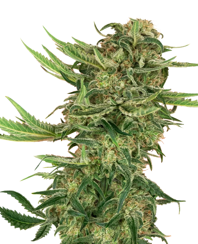 N13 Kush Feminized (Research) – Pflanze