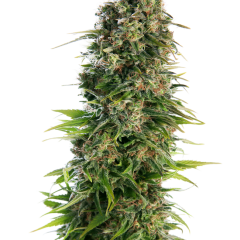 Hindu Kush Automatic (Sensi Seeds) – Herstellerbild