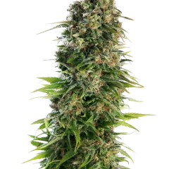 Hindu Kush Automatic (Sensi Seeds) – Pflanze