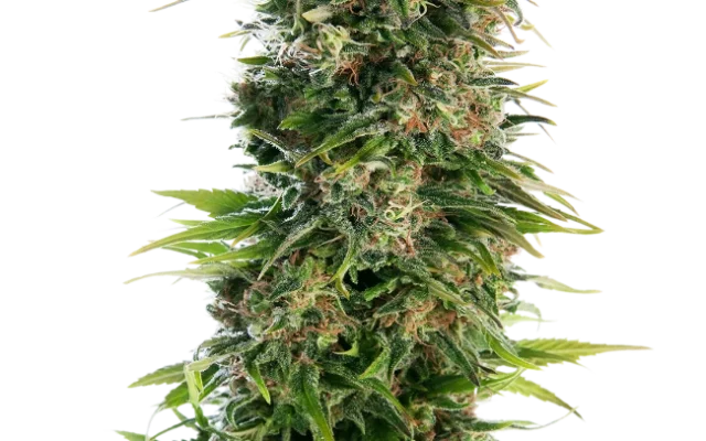 Hindu Kush Automatic (Sensi Seeds) – Pflanze