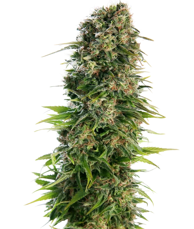 Hindu Kush Automatic (Sensi Seeds) – Pflanze