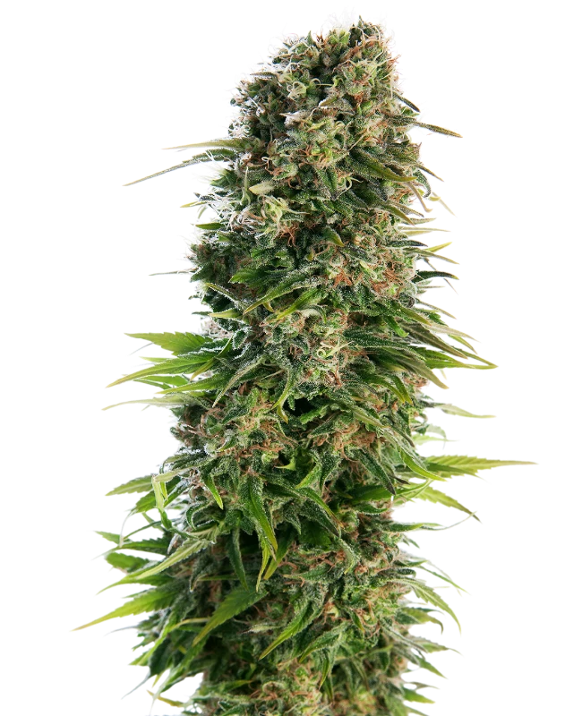 Hindu Kush Automatic (Sensi Seeds) – Pflanze