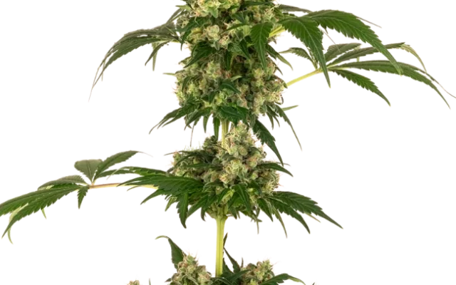Cobalt Haze Feminized (Sensi Seeds) – Pflanze