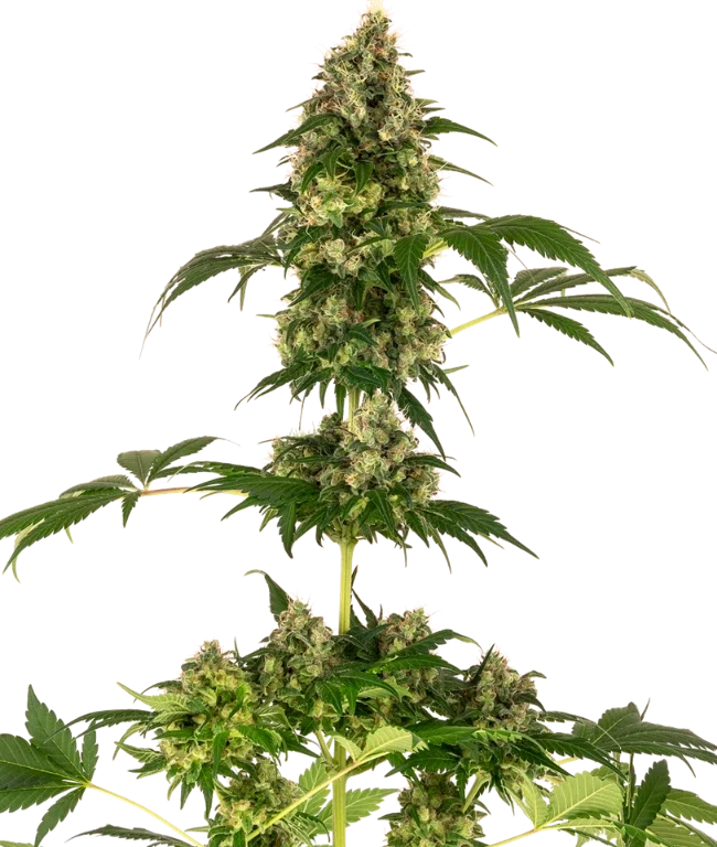 Cobalt Haze Feminized (Sensi Seeds) – Pflanze