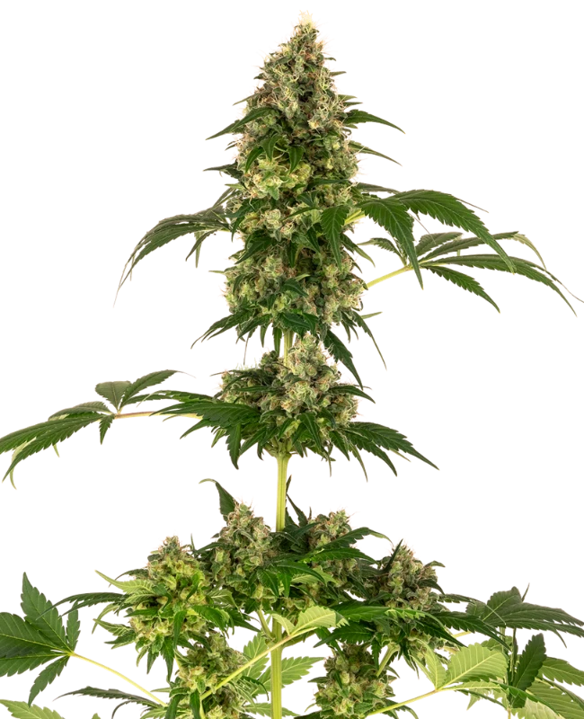 Cobalt Haze Feminized (Sensi Seeds) – Pflanze
