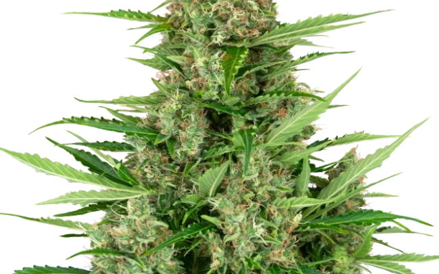 Double Kush Cake Automatic (Research) – Pflanze