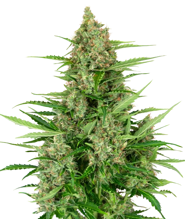 Double Kush Cake Automatic (Research) – Pflanze