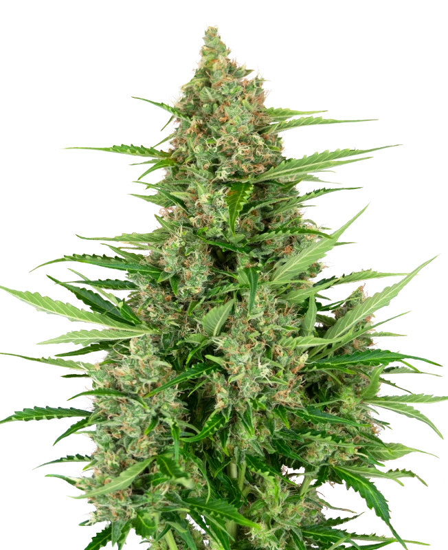 Double Kush Cake Automatic (Research) – Pflanze
