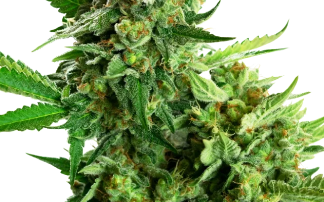 Blackberry Cake Feminized (Research) – Pflanze