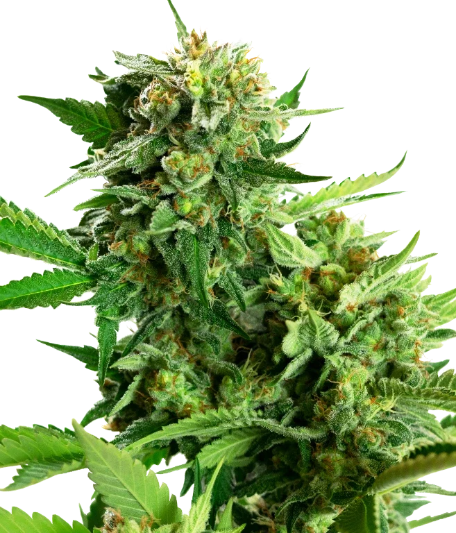 Blackberry Cake Feminized (Research) – Pflanze
