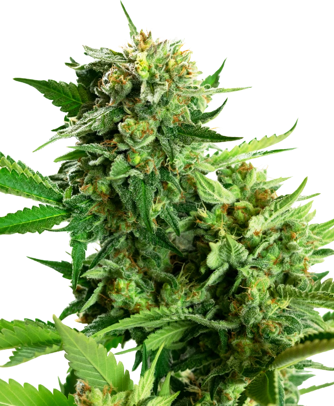 Blackberry Cake Feminized (Research) – Pflanze