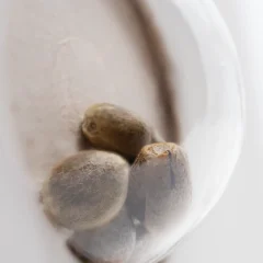 Master Kush Automatic (White Label) – Samen und Produktdetail