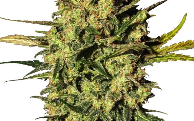 Master Kush Automatic (White Label) – Pflanze