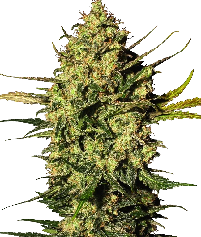 Master Kush Automatic (White Label) – Pflanze