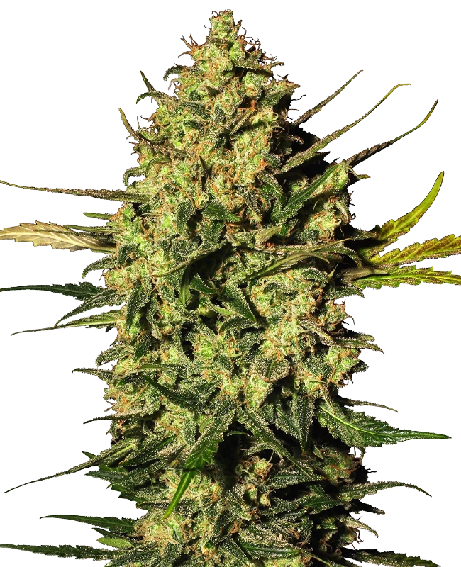 Master Kush Automatic (White Label) – Pflanze