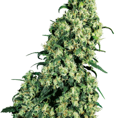 Skunk #1 Feminized (Sensi Seeds) – Herstellerbild