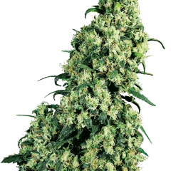 Skunk #1 Feminized (Sensi Seeds) – Pflanze