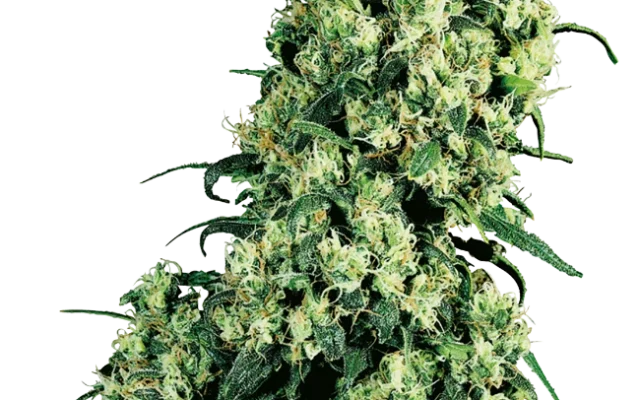 Skunk #1 Feminized (Sensi Seeds) – Pflanze