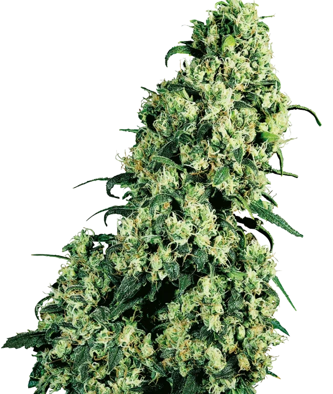 Skunk #1 Feminized (Sensi Seeds) – Pflanze