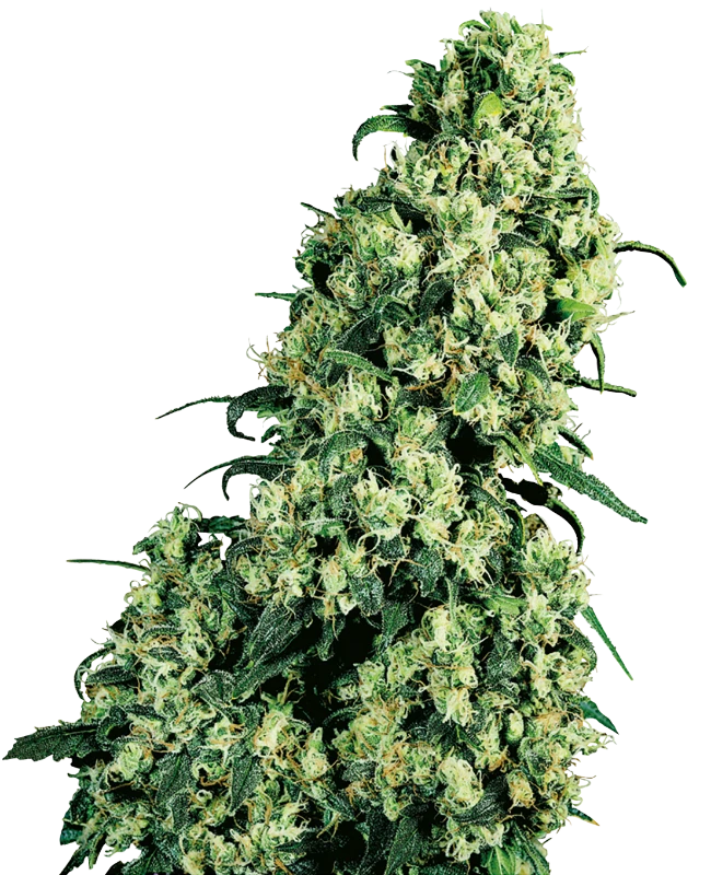 Skunk #1 Feminized (Sensi Seeds) – Pflanze