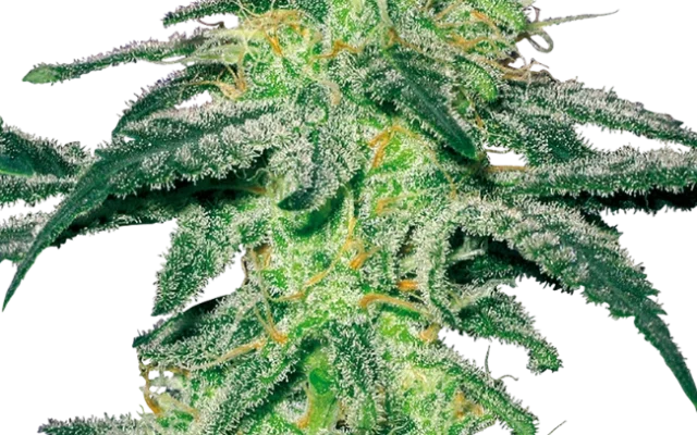 White Skunk Regular (White Label) – Pflanze